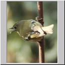 Regulus regulus - Wintergoldhaehnchen 07.jpg